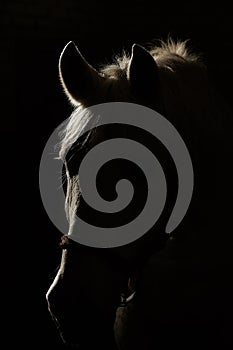 Studio contour backlight shot of white horse on isolated black background
