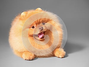 Studio front portrait of a small cute happy smiling furry purebred spitz dog on a gray background