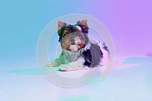 Studio image of cute little Biewer Yorkshire Terrier, dog, puppy calmly lying over gradient purple background in neon
