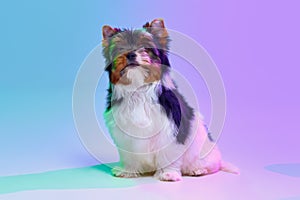 Studio image of cute little Biewer Yorkshire Terrier, dog, puppy, calmly posing over gradient purple background in neon