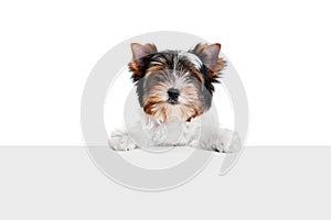 Studio image of cute little Biewer Yorkshire Terrier, dog, puppy leaning on box over white background. Concept of animal