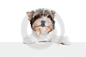 Studio image of cute little Biewer Yorkshire Terrier, dog, puppy leaning on box over white background. Concept of animal