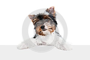 Studio image of cute little Biewer Yorkshire Terrier, dog, puppy leaning on box over white background. Concept of animal