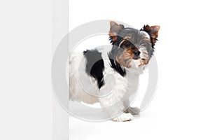 Studio image of cute little Biewer Yorkshire Terrier, dog, puppy peeking out corner over white background. Concept of