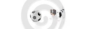 Studio image of cute little Biewer Yorkshire Terrier, dog, puppy playing football ball over white background. Concept of