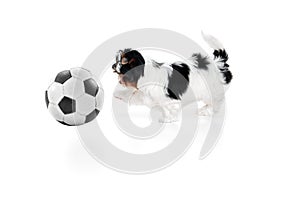 Studio image of cute little Biewer Yorkshire Terrier, dog, puppy playing football ball over white background. Concept of