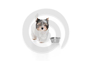 Studio image of cute little Biewer Yorkshire Terrier, dog, puppy, posing with bowl over white background. Concept of