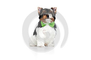 Studio image of cute little Biewer Yorkshire Terrier, dog, puppy, posing in green bow over white background. Concept of