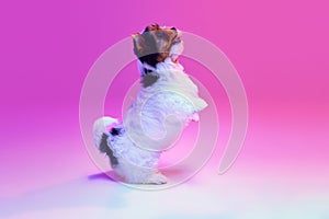 Studio image of cute little Biewer Yorkshire Terrier, dog, puppy, posing on hind legs over pink background in neon light