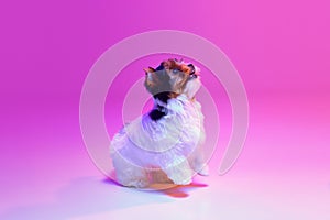 Studio image of cute little Biewer Yorkshire Terrier, dog, puppy, posing in a jump over pink background in neon light