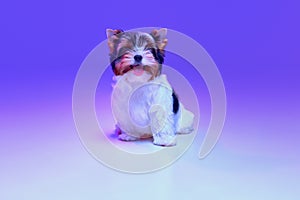 Studio image of cute little Biewer Yorkshire Terrier, dog, puppy, posing over gradient purple background in neon light
