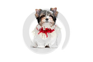 Studio image of cute little Biewer Yorkshire Terrier, dog, puppy, posing in red bow over white background. Concept of