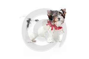 Studio image of cute little Biewer Yorkshire Terrier, dog, puppy, posing in red bow over white background. Concept of