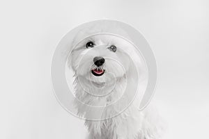 Studio image of cute white Maltese dog posing with cheerful smile isolated over light background