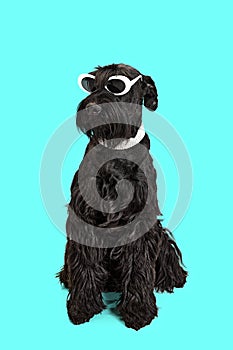 Studio image of funny dog, black Riesenschnauzer sitting, wearing stylish sunglasses and colar against mint background