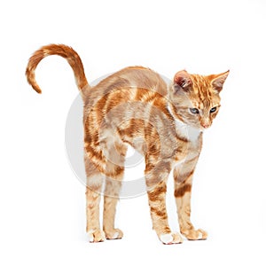 Adorable ginger red tabby kitten stretching on an isolated white background