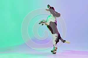 Studio image of smart dog, english springer spaniel posing on hind legs over gradient green purple studio background in