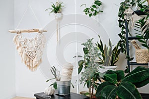 Studio with lots of plants in pots, decorated with macrame embroidery