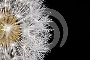 Studio macro close up of dandelion flower head with seeds and black background