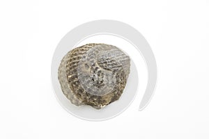 studio photo of fossil of mollusca from Cretaceous