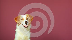 Studio photo of a happy Australian Shepherd or Border Collie dog.