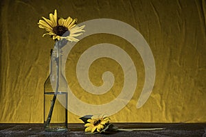 Studio photo of sunflowers