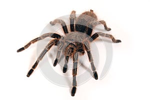 A studio photograph of a Chilean Rose Tarantula