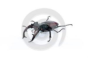 Studio photography of the European stag beetle