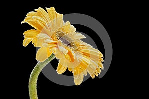 Studio photography of a natural flower