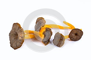 Studio picture of yellow trumpet mushrooms called yellow foot