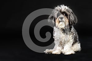 Studio portrait of an adorable grey and white Bichon Havanese dog with cute bristling hair on black background with space for text