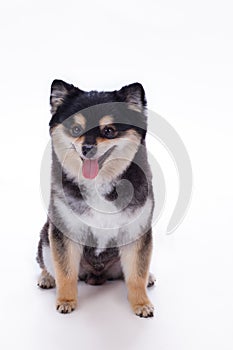 Studio portrait of adorable pomeranian spitz.