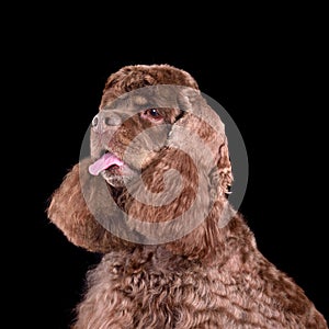 Studio portrait American Cocker Spaniel dog
