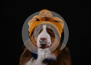 Studio portrait aussie listening to music. Dog DJ. Concept of pet behaves like human. Australian Shepherd with knitted