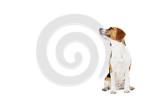 Studio Portrait Of Beagle Dog Against White Backgr