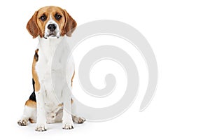 Studio Portrait Of Beagle Dog Against White Background