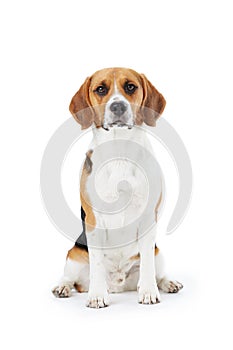 Studio Portrait Of Beagle Dog Against White Background