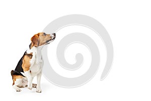 Studio Portrait Of Beagle Dog Against White Background