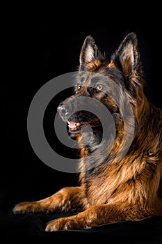 Studio portrait beautiful german shepherd dog