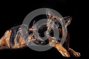 Studio portrait beautiful german shepherd dogs