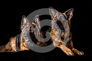 Studio portrait beautiful german shepherd dogs