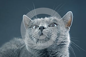 Studio portrait of a beautiful grey cat on dark background. pet mammal animal predator