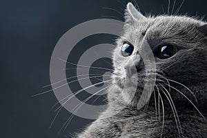 Studio portrait of a beautiful grey cat. home fluffy mustachioed pet