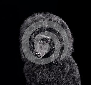 Studio portrait of beautiful poodle