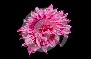 Studio portrait of a beautiful single Cafe Au Lait Royal dinnerplate Dahlia bloom, isolated over black background. photo