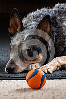 Studio portrait of a beautiful tri-coloured Blue Heeler Dog