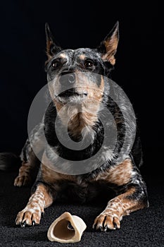 Studio portrait of a beautiful tri-coloured Blue Heeler Dog