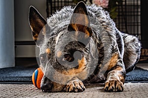 Studio portrait of a beautiful tri-coloured Blue Heeler Dog