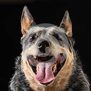 Studio portrait of a beautiful tri-coloured Blue Heeler Dog