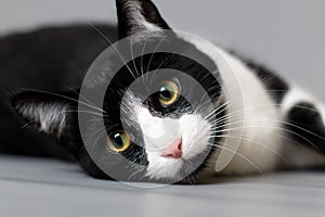 Studio portrait of a black and white cat